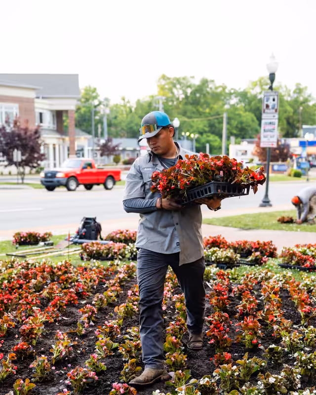 A crew member carrying flats of seasonal color through a downtown bed