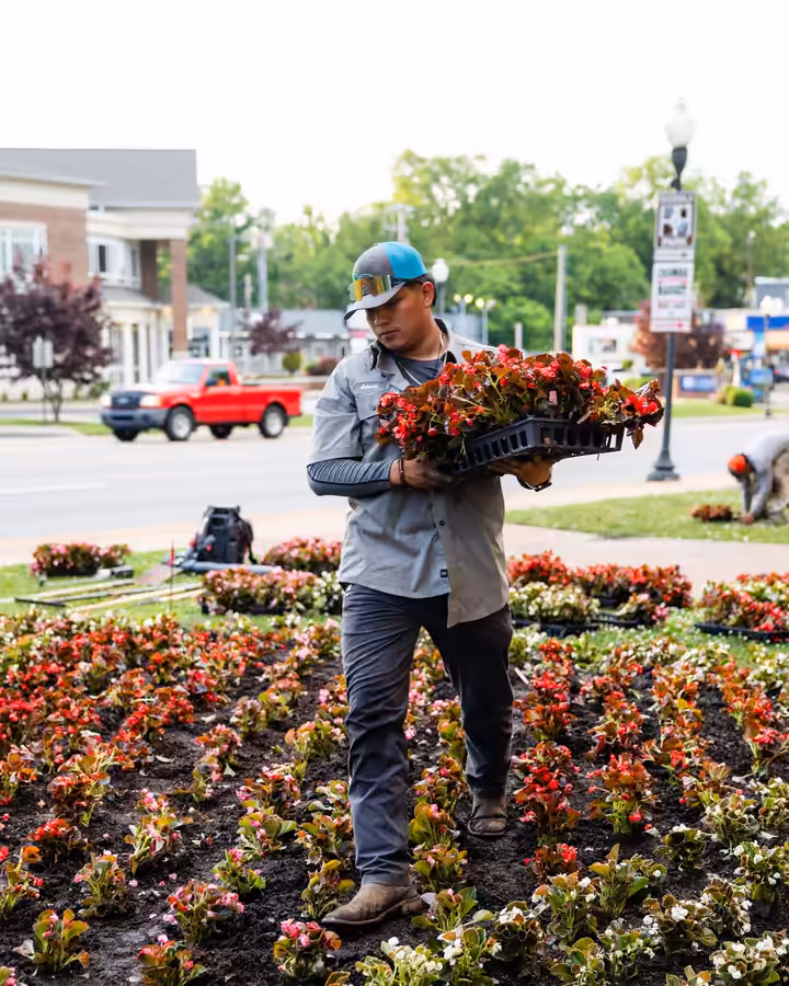 Carrying flats of seasonal color through a downtown bed