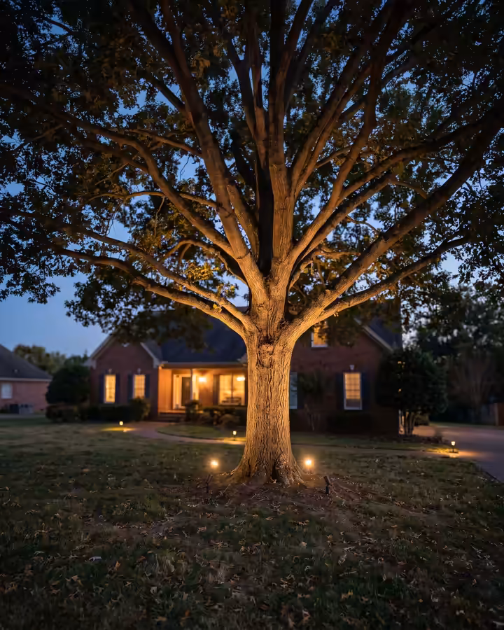 Large oak tree uplit at blue hour in front of a brick home