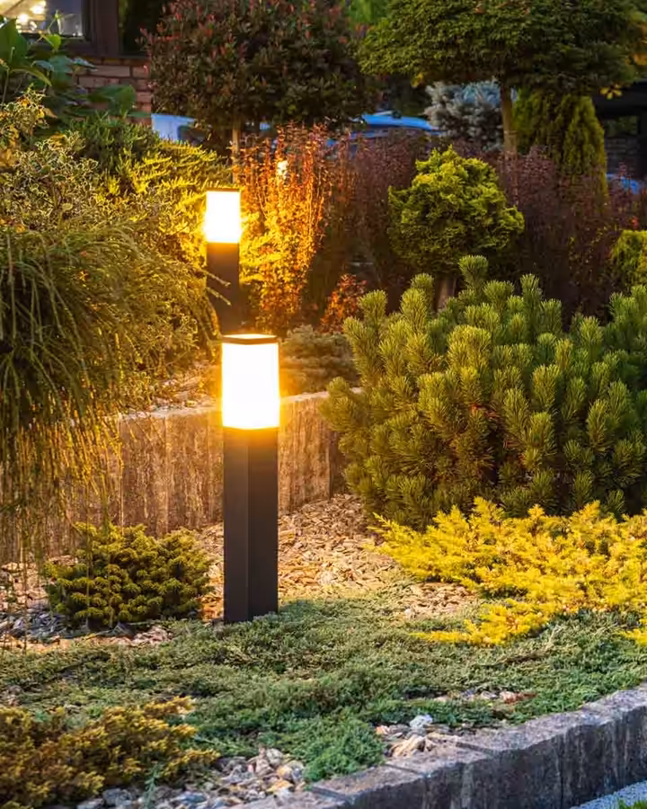 Path light glowing in a bed of evergreens and golden shrubs